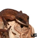 Malaysian Cat Eye Geckos For Sale - Underground Reptiles