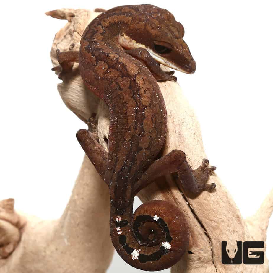 Malaysian Cat Eye Geckos For Sale Underground Reptiles
