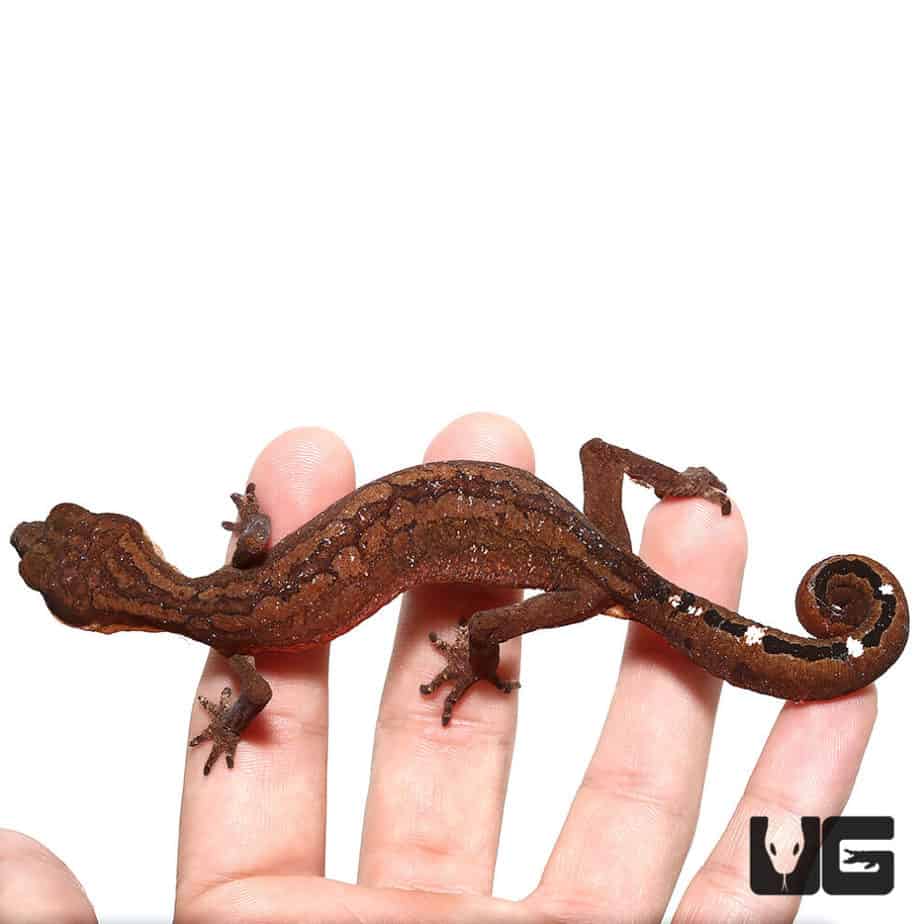 Malaysian Cat Eye Geckos For Sale Underground Reptiles