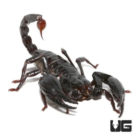 Malaysian Forest Scorpions For Sale - Underground Reptiles