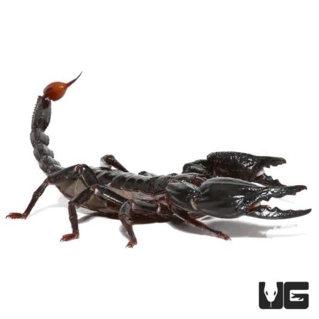 Malaysian Forest Scorpions For Sale - Underground Reptiles