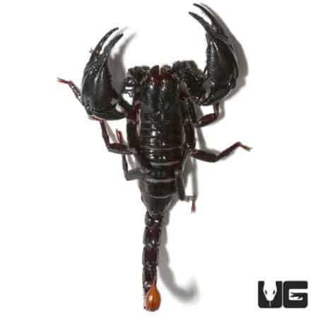 Malaysian Forest Scorpion, detailed view of this arachnid species.