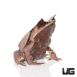 Malaysian Leaf Frogs For Sale - Underground Reptiles