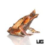 Malaysian Leaf Frogs For Sale - Underground Reptiles