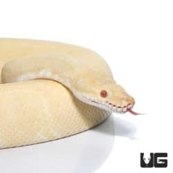 Male Albino Ball Pythonn For Sale - Underground Reptiles