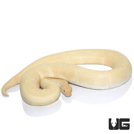 Male Albino Ball Pythonn For Sale - Underground Reptiles