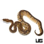 Male Clown Ball Pythons For Sale - Underground Reptiles