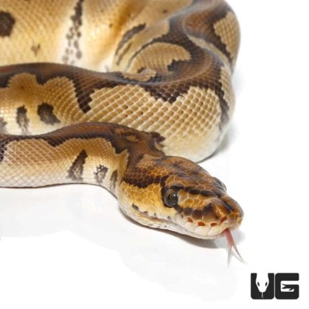 Baby Ball Pythons For Sale - Underground Reptiles