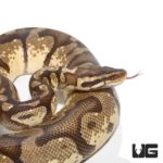 Male Pastel Enchi Ball Python For Sale - Underground Reptiles