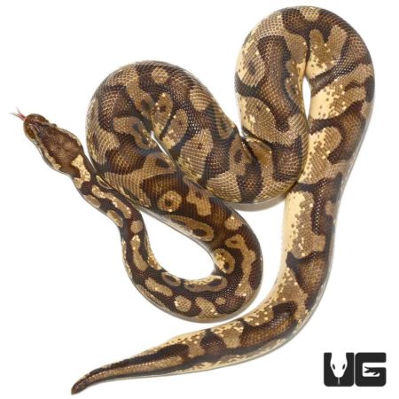 Male Pastel Enchi Ball Python For Sale - Underground Reptiles
