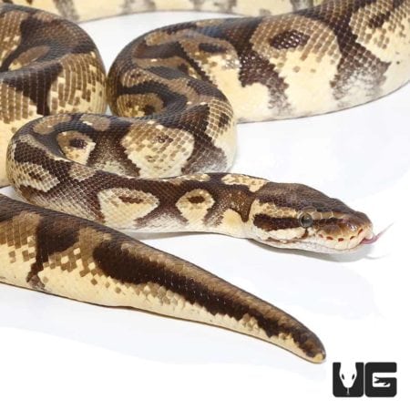Male Pastel Enchi Ball Python For Sale - Underground Reptiles