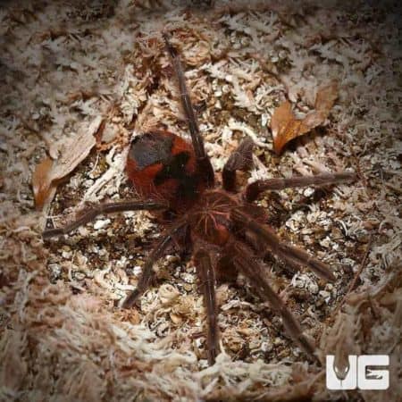 Manabi Giant Birdeater Tarantula (Pamphobeteus manabi) For sale - Underground Reptiles
