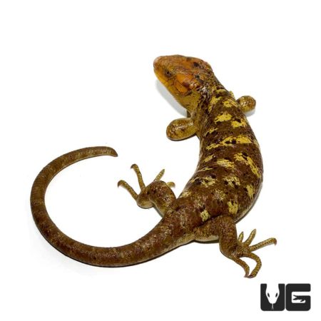 Bright Mango Phase Monkey Tail Skink with Distinctive Tail.