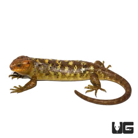 Mango Phase Monkey Tail Skink For Sale - Underground Reptiles