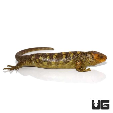 Mango Phase Monkey Tail Skink For Sale - Underground Reptiles