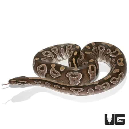 Female Mojave Ball Python For Sale - Underground Reptiles