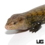 Adult Classic Indonesian Blue Tongue Skinks For Sale - Underground Reptiles