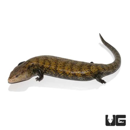 Adult Indonesian Blue Tongue Skink, a popular reptile pet with vibrant coloration and unique blue to.