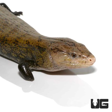 Adult Classic Indonesian Blue Tongue Skinks For Sale - Underground Reptiles