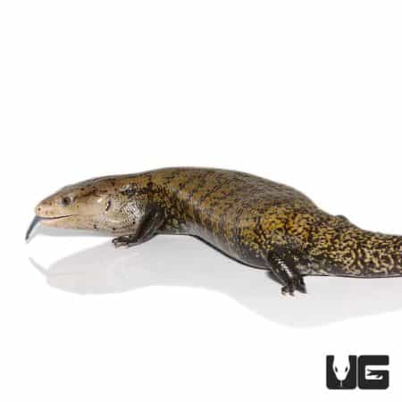 Adult Classic Indonesian Blue Tongue Skink, a popular reptile pet known for its vibrant coloration a.