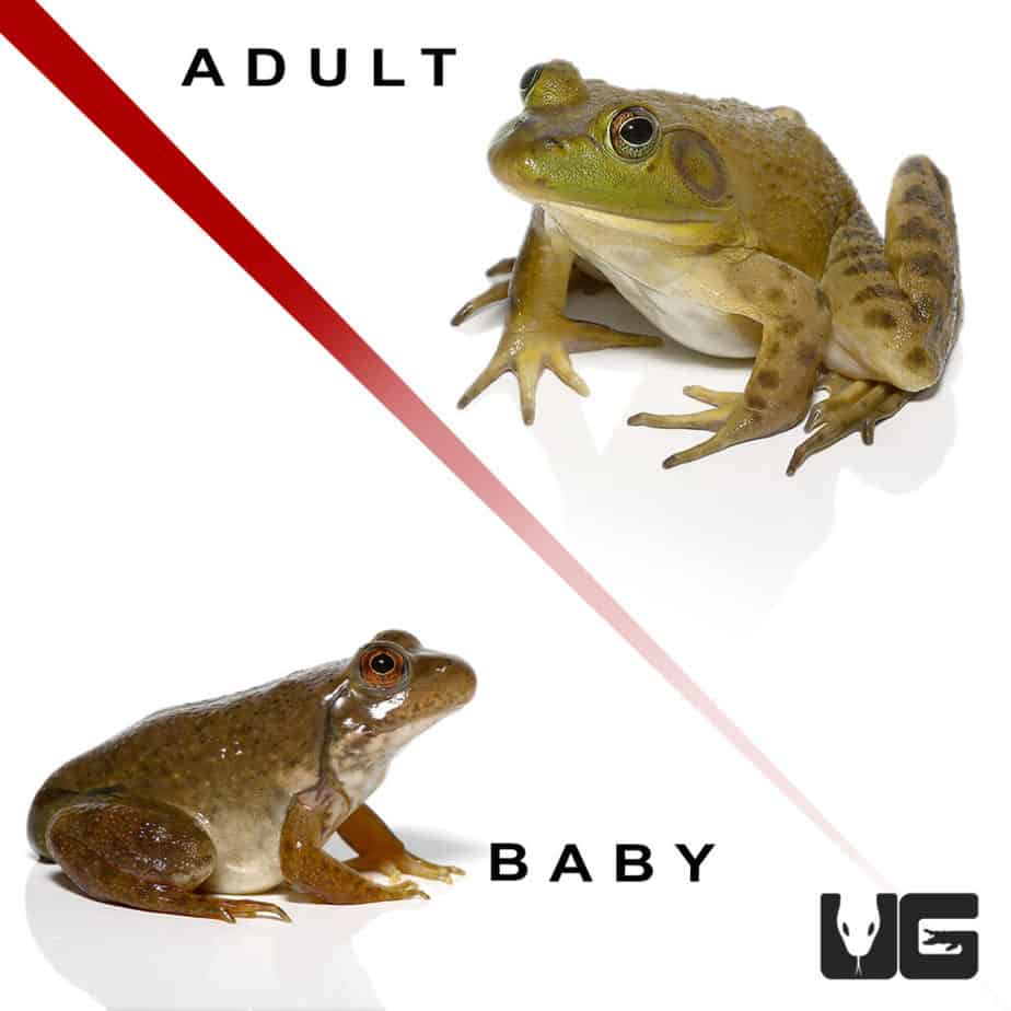 American Bullfrogs (Lithobates catesbeianus) For Sale Underground Reptiles