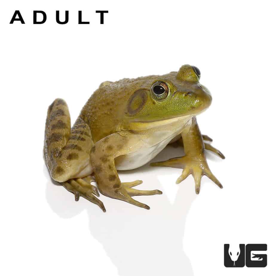 American Bullfrogs For Sale Underground Reptiles