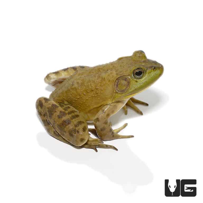 American Bullfrogs For Sale Underground Reptiles