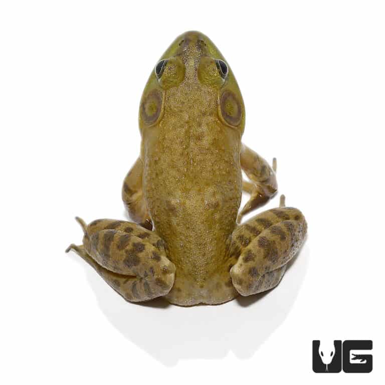 American Bullfrogs For Sale Underground Reptiles