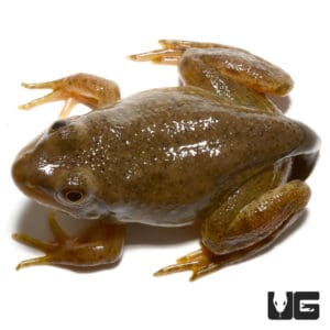 American Bullfrogs (Lithobates catesbeianus) For Sale - Underground ...