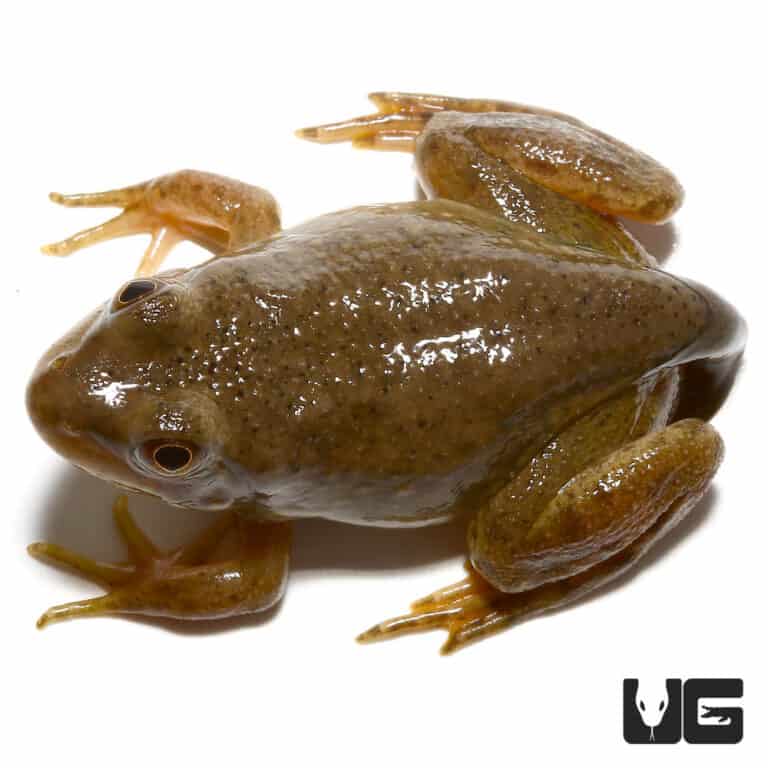 American Bullfrogs (Lithobates catesbeianus) For Sale Underground Reptiles