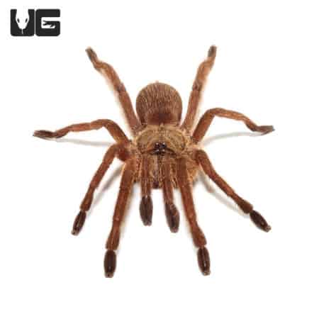 Asian Smokey Earth Tiger Tarantula (Phlogiellus moniqueverdezae) For Sale - Underground Reptiles