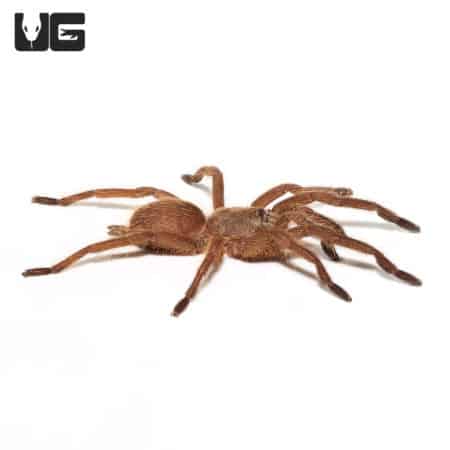 Asian Smokey Earth Tiger Tarantula, small 0.75-1 inch, showcasing its distinctive coloration and hai.