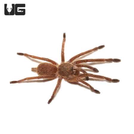 Asian Smokey Earth Tiger Tarantula (Phlogiellus moniqueverdezae) For Sale - Underground Reptiles