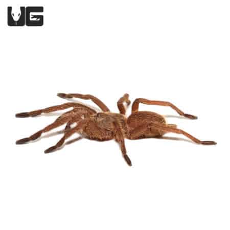 Asian Smokey Earth Tiger Tarantula (Phlogiellus moniqueverdezae) For Sale - Underground Reptiles