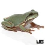 Baby Australian Blue Dumpy Tree Frog (Litoria caerulea) for sale - Underground Reptiles