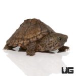 Baby Razorback Musk Turtles For Sale - Underground Reptiles