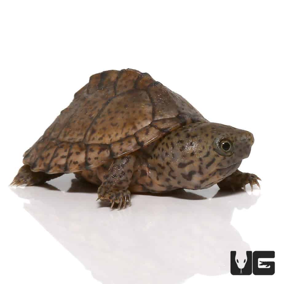 Baby Razorback Musk Turtles For Sale Underground Reptiles