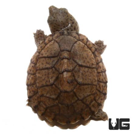 Baby Razorback Musk Turtles For Sale - Underground Reptiles