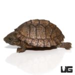 Baby Razorback Musk Turtles For Sale - Underground Reptiles