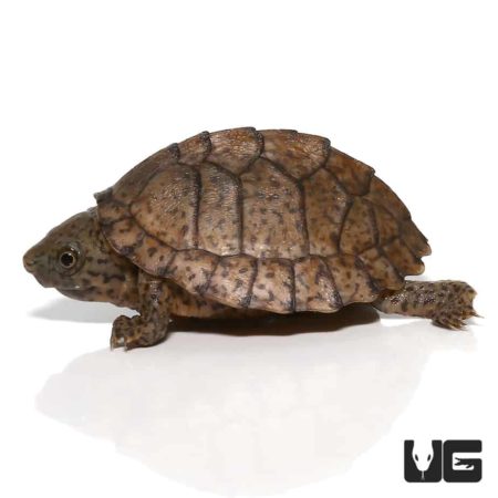 Baby Razorback Musk Turtles For Sale - Underground Reptiles