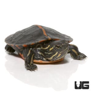 Turtles For Sale - Underground Reptiles