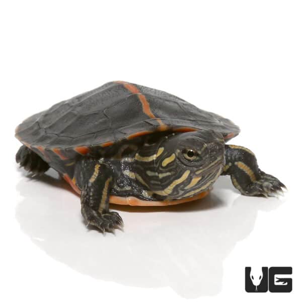 Turtles For Sale - Underground Reptiles