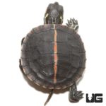 Baby Southern Painted Turtles For Sale - Underground Reptiles