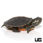 Baby Southern Painted Turtles For Sale - Underground Reptiles