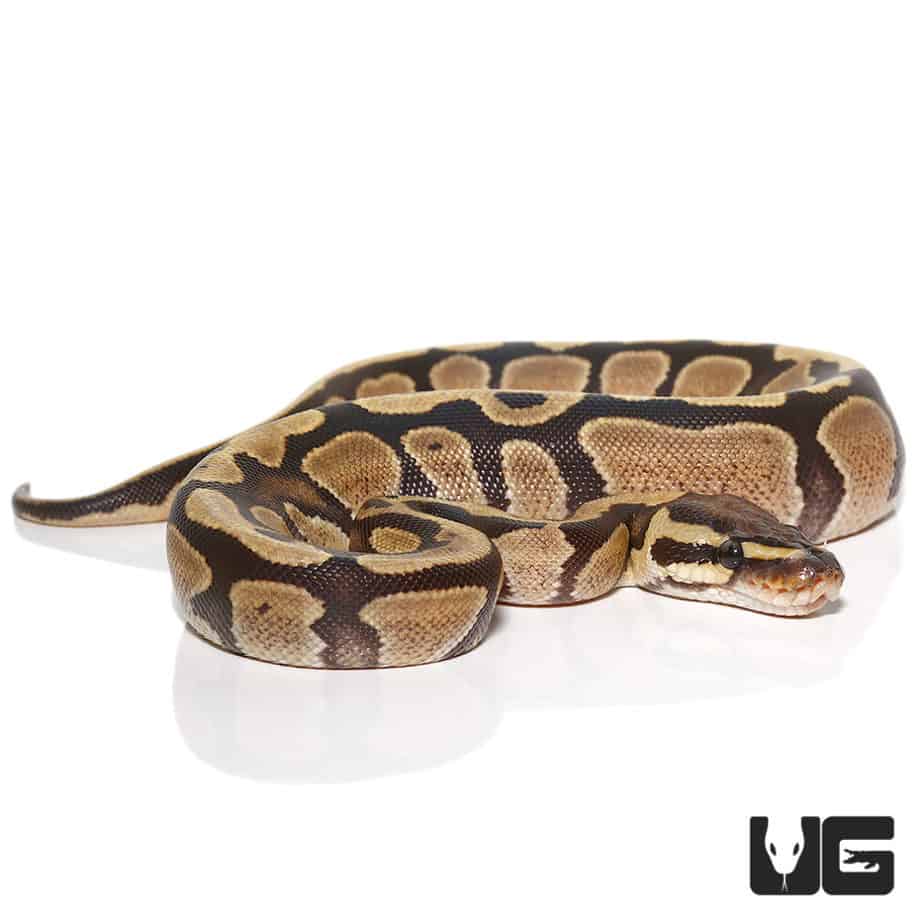 Baby Vanilla Ball Python (Python regius) For Sale - Underground Reptiles