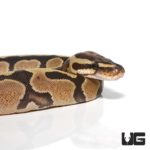 Baby Vanilla Ball Python For Sale - Underground Reptiles