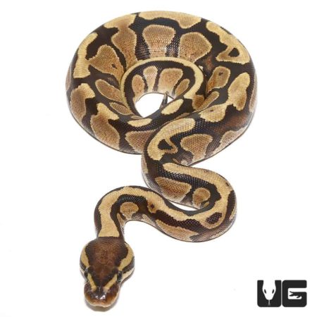 Baby Vanilla Ball Python For Sale - Underground Reptiles
