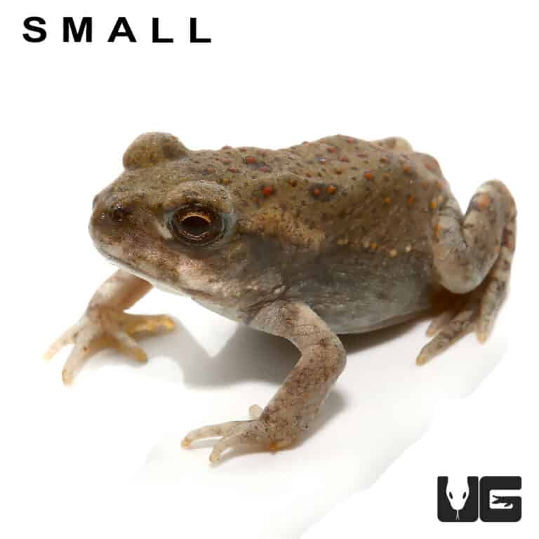 Colorado River Toads For Sale Underground Reptiles