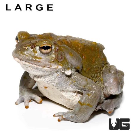 Colorado River Toads For Sale - Underground Reptiles