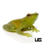 Hatchet Face Tree Frog For Sale - Underground Reptiles